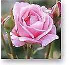 Fotografie einer rosaroten Rose